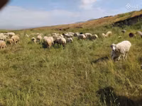 Schaf, Balbas sheep — Foto 2