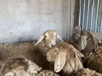 Schaf, Arashan sheep — Foto 6
