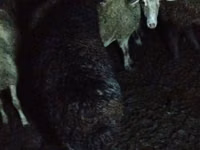 Schaf, Schafe — Foto 2