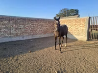 فرس, الخيول — الصورة 1