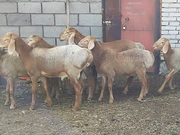 Sheep, Arashan sheep