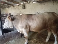 Bulle, Charolais cattle — Foto 4