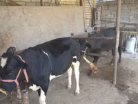 ثور, Russian Black pied cattle — الصورة 2