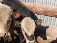 Kuh, Latvian Blue cattle — Foto 1