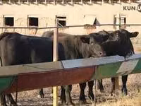 Rinder (Partie, Geschlecht nicht angegeben), Aberdeen-Angus — Foto 3