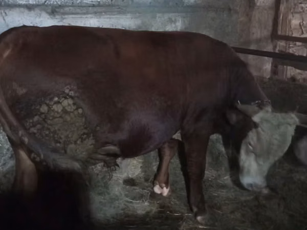 Buqa, Qozog'iston oq boshli sigir — Qozogʻiston