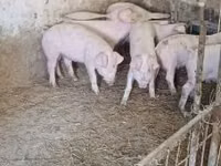 Schweine (Partie, Geschlecht nicht angegeben), Schweine — Foto 3