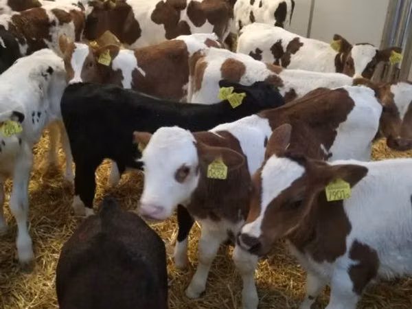 公牛, Limousin cow