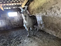Cabro, Cabras — foto 1