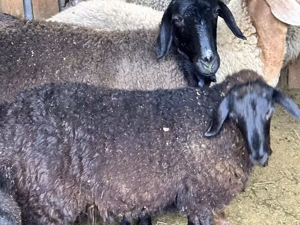نعجة, Hissar sheep