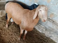 Ram, Sheep — photo 1