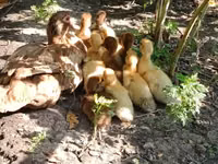 Hausente — Foto 1