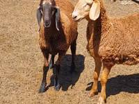 Қой, Arashan sheep — 5-сурет