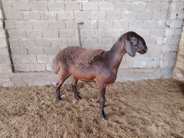 Schafe (Partie, Geschlecht nicht angegeben), Blackheaded Persian sheep