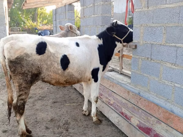 Vaca, Raza Holstein