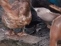 Ducks — 照片 1