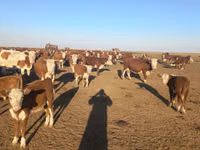 Vaca, Vaca kazaja de cabeza blanca — foto 3