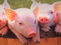 Schweine (Partie, Geschlecht nicht angegeben) — Foto 7