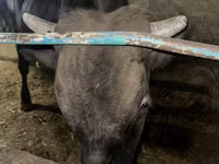 Bulle, Aberdeen-Angus — Foto 6