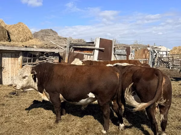 公牛, Kazakh White-headed cow — 哈萨克斯坦