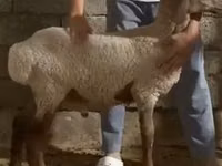 كبش, الأغنام — الصورة 1