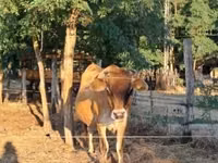 गाय, जर्सी नस्ल — फ़ोटो 2