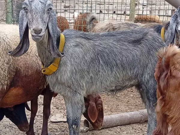 Cabra, Damask goat