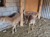 母羊, Sheep — 照片 7