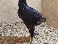Chickens — 6-сурет
