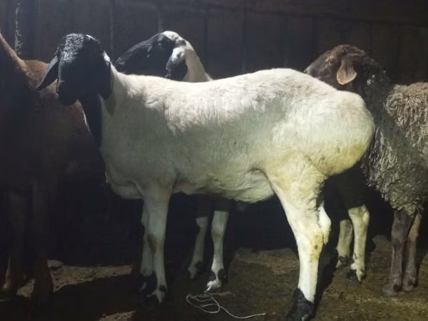 كبش, Hissar sheep — كازاخستان