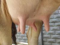 Уй, Швиц породу — сүрөт 2