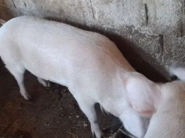 मादा सूअर, सूअर