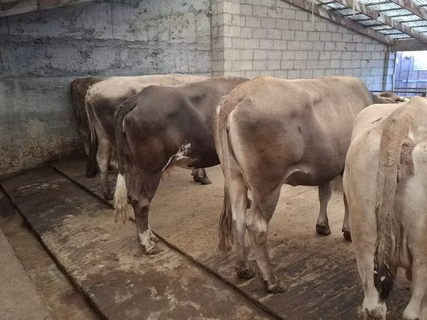 Toro, Ganado vacuno