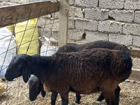 Qoʻchqor, Rhon sheep — 5-rasm