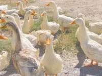 Ducks — الصورة 2