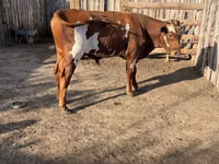 Бұқа, Swiss cattle — 5-сурет