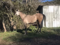 Hengst, Arabian horse — Foto 8