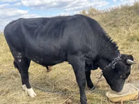 公牛, Aberdeen-Angus — 照片 1