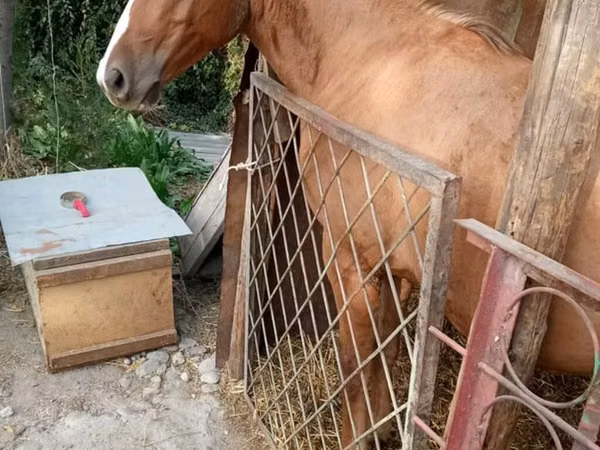 Horse (M), Russian Don