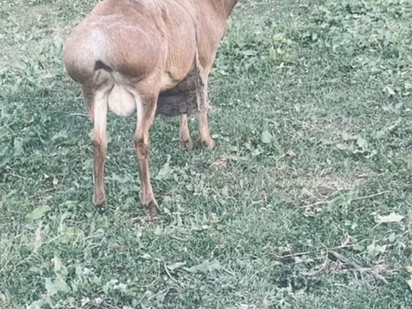 Ziege, Kamori goats — Kirgisistan