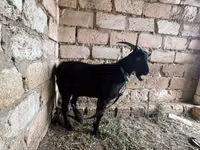Echki, Echkilar — 4-rasm