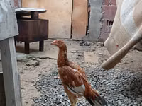 Chickens — Foto 2