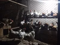 Chickens — Foto 3
