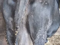 Kuh, Latvian Blue cattle — Foto 3