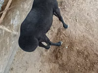 Carnero, Rhon sheep — foto 2