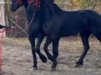 Stute, Friesian — Foto 2