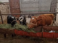 公牛, Simmental cattle — 照片 2
