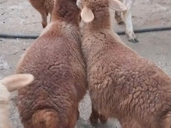 Oveja, Ovejas