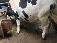 Kuh, Russian Black pied cattle — Foto 1