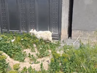 Goat, Goats — photo 3